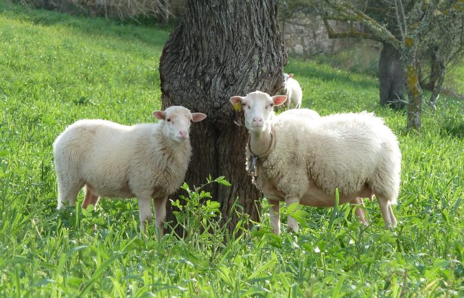 Schafe auf Mallorca. Foto: Annette Mertens