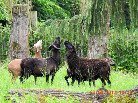 Schafe am Baum, Foto: privat