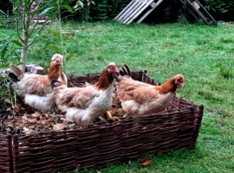 Die Hühnergang, Foto: privat